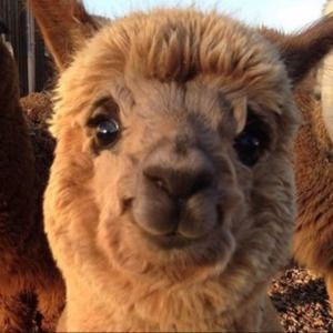 Meet your Posher, Danilo